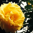 yellow rose