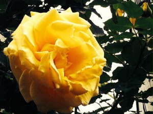 yellow rose