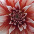 dahlia